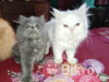 pure persian cat male and female